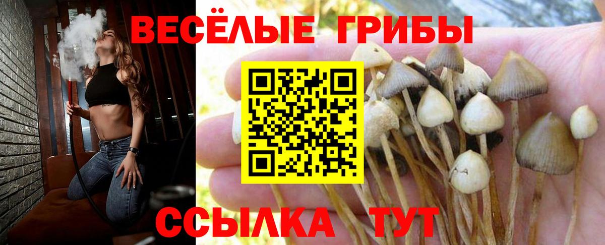 дарнет шоп  Вход с VPN  Карпинск  Галлюциногенные грибы Psilocybine cubensis 